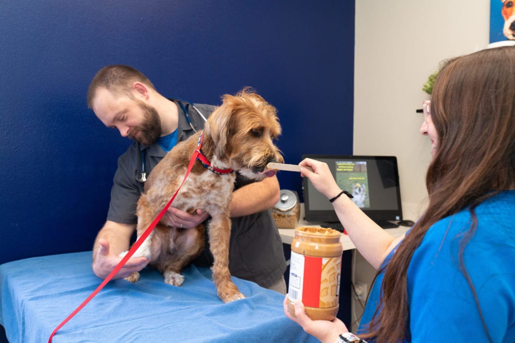 Pet Resort Round Rock, TX 78664 Firehouse Pet Resort