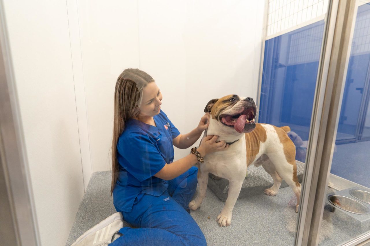 Take a Tour Firehouse Pet Resort in Round Rock, TX