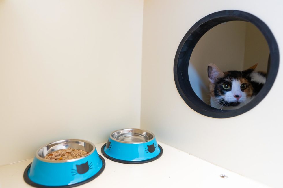 Take a Tour Firehouse Pet Resort in Round Rock, TX