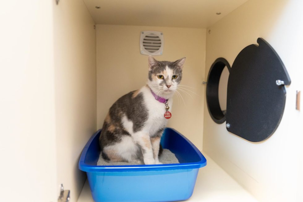 Take a Tour Firehouse Pet Resort in Round Rock, TX