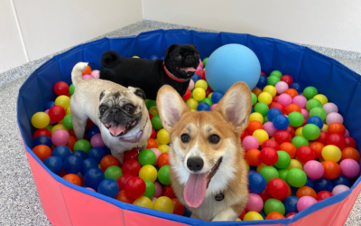 Boarding your puppy: 3 key benefits  Your dog loves a vacation too – get a free playdate