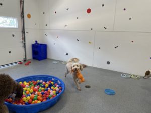 Murphy the dog playing next to the ball pit.