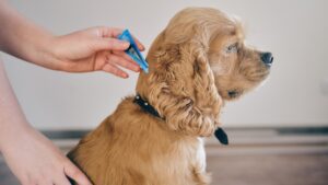 Applying flea and tick treatment to a dog