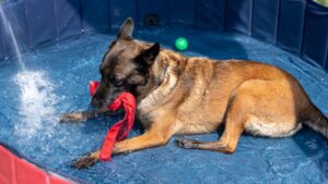 Belgian Malinois dog playing with red toy while cooling off in a blue splash pool on a sunny day.