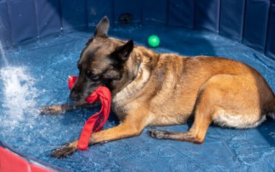 Pets Can Have Fun (and Stay Safe!) in the Texas Summer Heat  Water play, misters, and air-conditioned playrooms are just the start of our Pet Resort’s daily fun