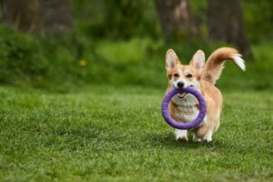 A Corgi dog running with a toy in its mouth