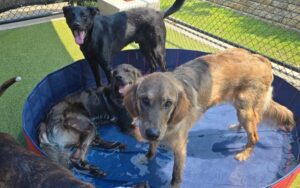 Four dogs playing and cooling off in a blue outdoor dog pool on a sunny day at a pet facility