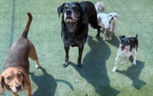 Four dogs of different breeds standing on green grass
