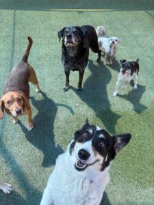 Five dogs of different breeds standing on green grass