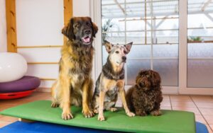 three dogs are sitting on a wobble board in an animal physiotherapy office