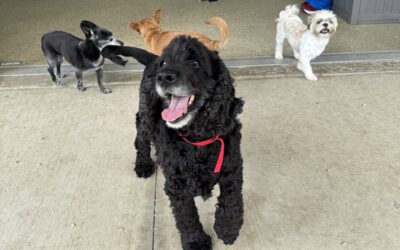 How Playcare Builds Confident Pets