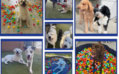 One Size Doesn’t Fit All: Personalized Playcare & Boarding