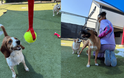5 Reasons Mental Enrichment Matters as Much as Physical Exercise for Dogs and Cats