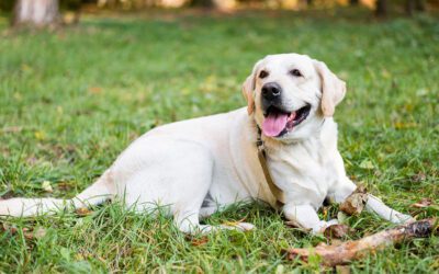 Halloween Safety for Pets: Tips for a Safe and Less Stressful Holiday