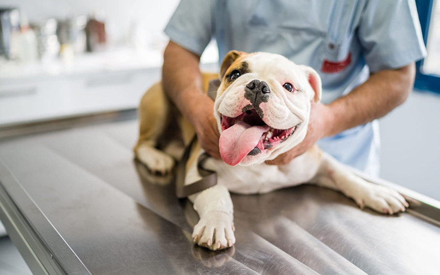 puppy sitting on the examination table